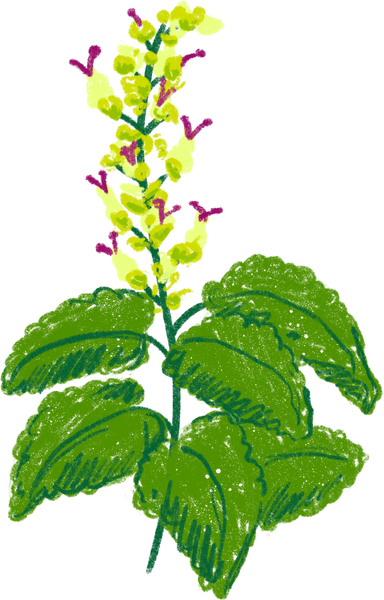 Colored Pencil Freehand Bay Leaf